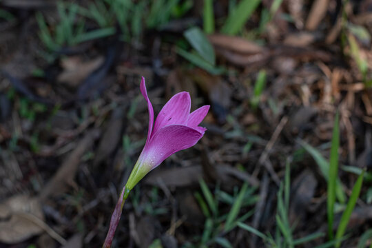 Blooming pink rain lily Zephyranthes rosea flowers growing outdoor in nature field. Fresh pink fairy lily wild flowers blooming in natural garden background close up. violet flower