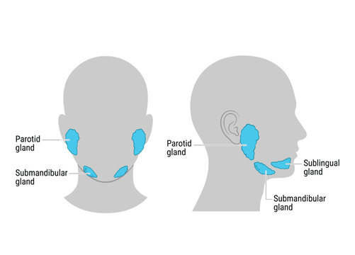 Salivary gland anatomy illustration showing parotid submandibular and sublingual glands