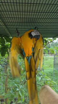 Blue and Yellow Macaw Parrot Hanging Upside Down on Cage Wire Indoors