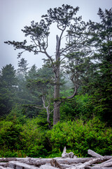 A large weathered fir tree on the coast of Olympic National Park in Washington State  on a cloudy day © Scott Bufkin