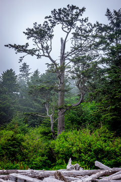 A large weathered fir tree on the coast of Olympic National Park in Washington State  on a cloudy day