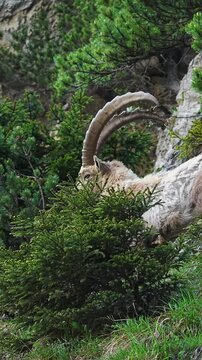 Kandersteg, Switzerland. Majestic ibex Steinbock mountain goat rests on a rocky slope amid lush greenery. Long, curved horns stand out in the mountainous backdrop. Partially hidden by bushes, the anim