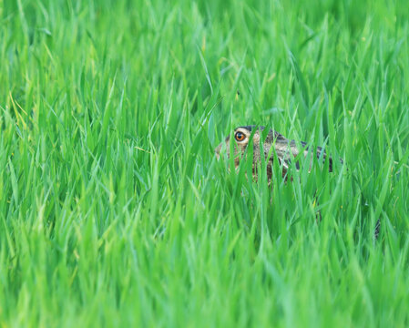 European hare (Lepus europaeus) hiding in green grass during summer