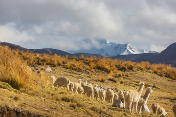 Fototapeta premium Llama