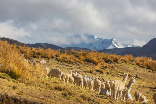 Llama