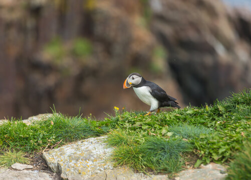 Puffin