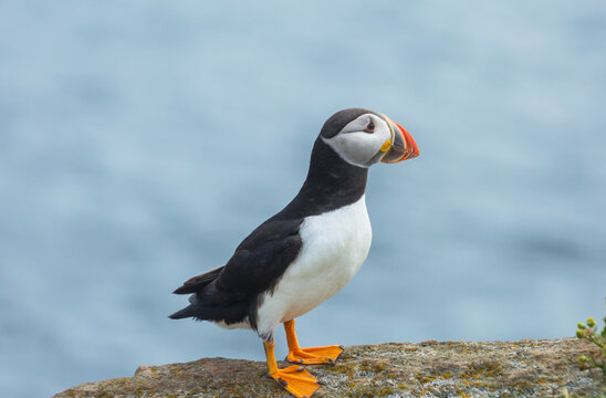Puffin