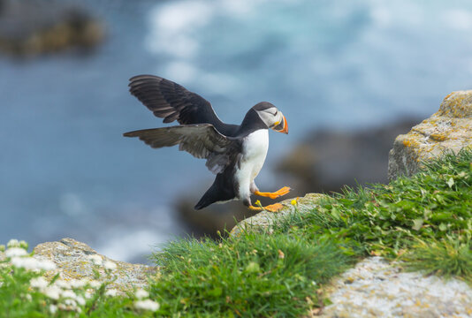 Puffin