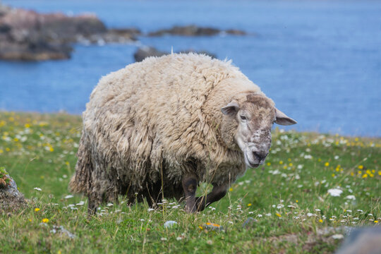 Sheep in Canada