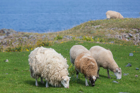 Sheep in Canada