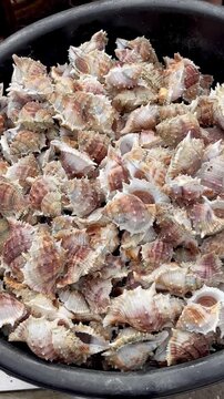 Crown conch seashell