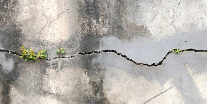 Life Emerging Through Cracks in a Weathered Concrete Wall