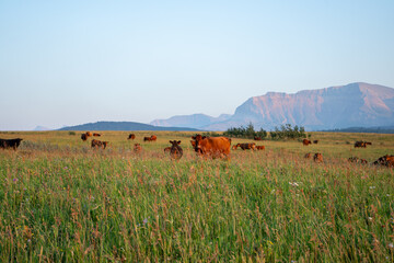 A herd of brown and black cattle graze peacefully in a lush green meadow with majestic mountains in the background under a clear sky. Perfect for agriculture and nature themes © Viks