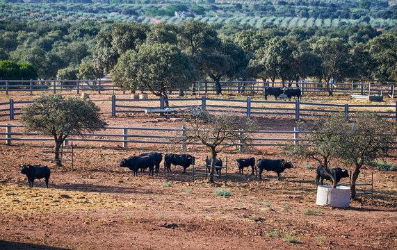 Spanish fighting bulls in dry fenced pasture in Andalusia