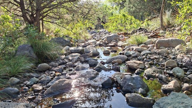 rocks in the forest