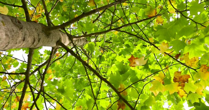 Yellow and orange leaves of a tulip tree in the forest, a close look at the texture of the leaves of a lyriodendron that hang on a thin branch and are illuminated by sunlight 