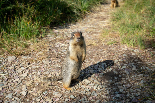 A ground squirrel stands upright on its hind legs on a dirt and gravel hiking trail, looking directly at the camera with curiosity. Perfect for wildlife and nature themes