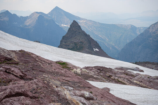 Mountain goats graze on rocky alpine terrain with majestic peaks and snow fields in the background