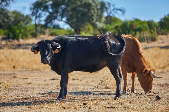 Black horned cattle standing beside grazing brown cattle