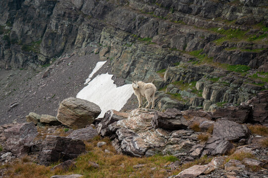 Mountain goat stands proudly on a rocky outcrop amidst a rugged alpine landscape with lingering snow. This powerful nature scene conveys freedom, endurance, and wildlife beauty. Montana, USA