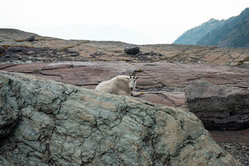 A wild mountain goat rests peacefully on a rugged rocky plateau in a remote alpine landscape, creating a serene and adventurous atmosphere for outdoor themes © Viks