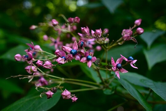  Harlequin glory bower fruit (drupes).Lamiaceae deciduous. The contrast between the vibrant red calyces and the indigo-blue fruit  is beautiful.