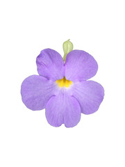 Obraz premium Isolated thunbergia or erecta flower with clipping paths.
