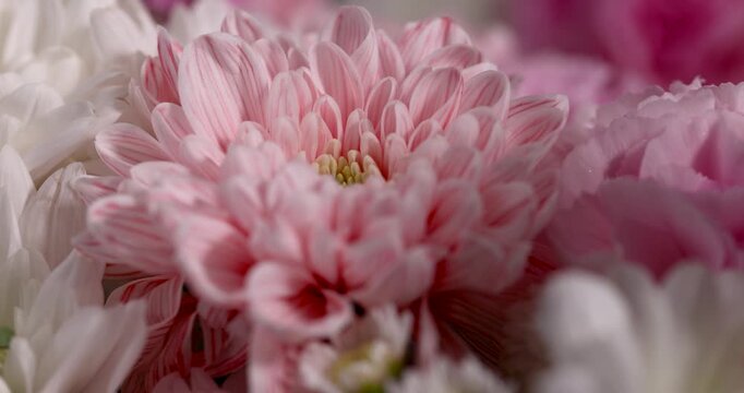 Striped pink chrysanthemum head inside a floral arrangement, chrysanthemum flower with white daisies