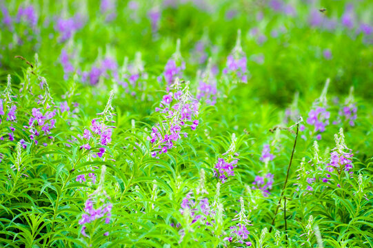 Green natural background, photo of green meadow grass and purple flowers