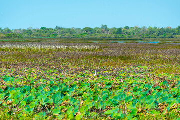 Mamukala Wetlands in Kakadu National Park - Australia © Adwo