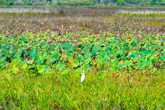 Mamukala Wetlands in Kakadu National Park - Australia