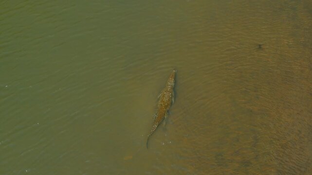 Large American crocodile swims in murky green water of Tarcoles River Costa Rica