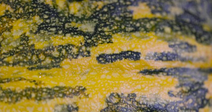 A yellow-dark green kind of pumpkin peel texture, the peel of a whole pumpkin with a rough organic pattern after ripening 