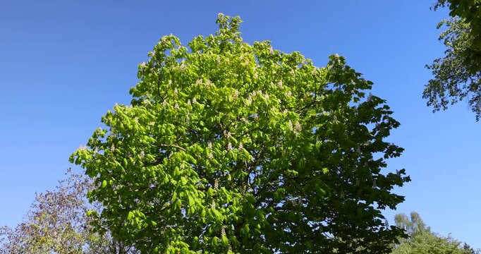 Lush green linden foliage crowns under bright sky, dense linden woodland tree canopy standing in sunlit nature park outdoors