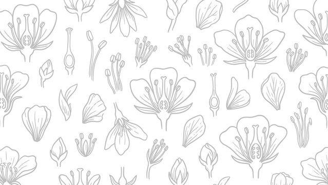 Hand drawn umbel inflorescences and small flower clusters in a botanical line art pattern on white background