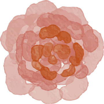 Watercolor illustration of a delicate pink rose with a warm orange center in a top down view with a transparent background