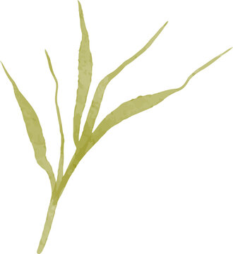 Delicate watercolor illustration of a single green grass stalk with slender leaves isolated on a transparent background for design use