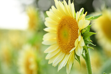 White Sunflower in Soft Light, Side View.（白いひまわり） © Kouji_film