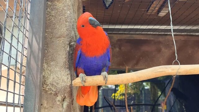 Nuri Bayan (Eclectus roratus). A female eclectus parrot with red plumage perches on a branch inside the cage. A type of bird classified as rare, possessing beautiful and lovely plumage. found in zoos 