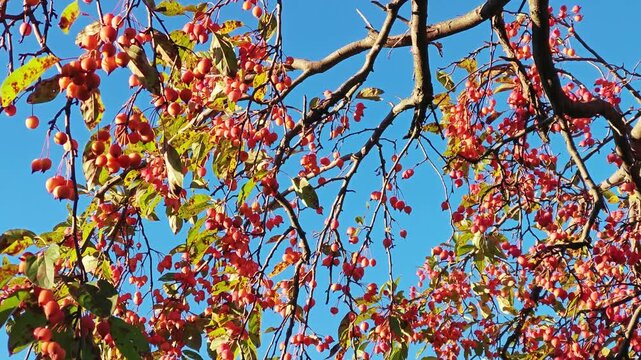 A close-up view of a crabapple tree branch with clusters of small orange-red fruits and early autumn leaves marked with brown spots. The branch moves gently in the breeze against a clear blue sky.