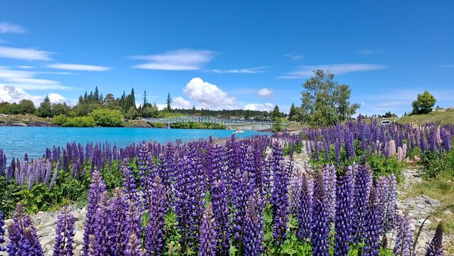Lupins near Lake Tekapo