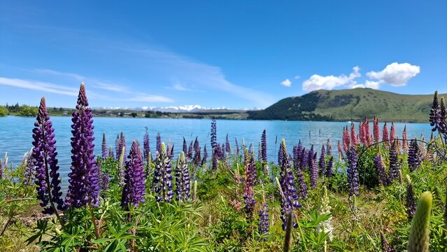 Lupins near Lake Tekapo