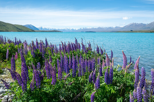 Lupins near Lake Tekapo