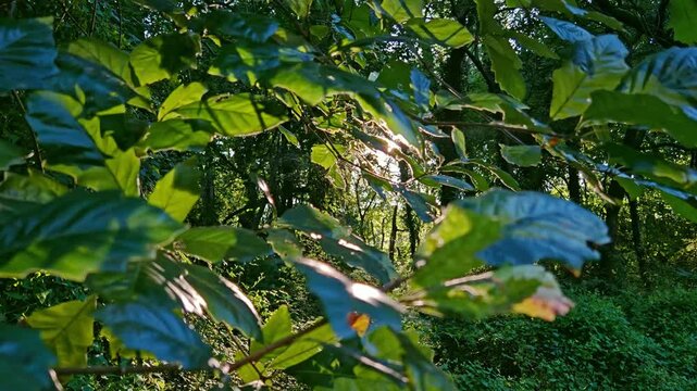 Green tree branches illuminated by sunlight filtering through the leaves, creating natural sun rays and highlights among the foliage. Outdoor nature scene with fresh greenery and a bright atmospheric 
