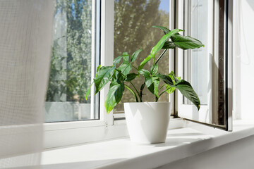 Obraz premium Biophilic design and home wellness, green houseplant in white pot on sunny windowsill for interior decor and sustainable living in modern apartment