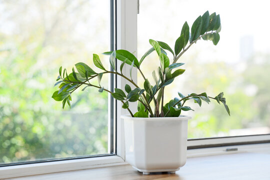 Biophilic design and home wellness, zamioculcas zamiifolia plant in white pot on windowsill for interior decor and indoor air quality improvement