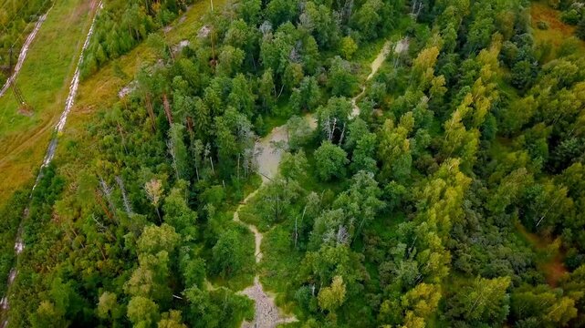 Aerial view of a dense green forest with a winding swampy river and a distant high-angle view of vast woodland with power line clearings and dirt roads under a bright sky
