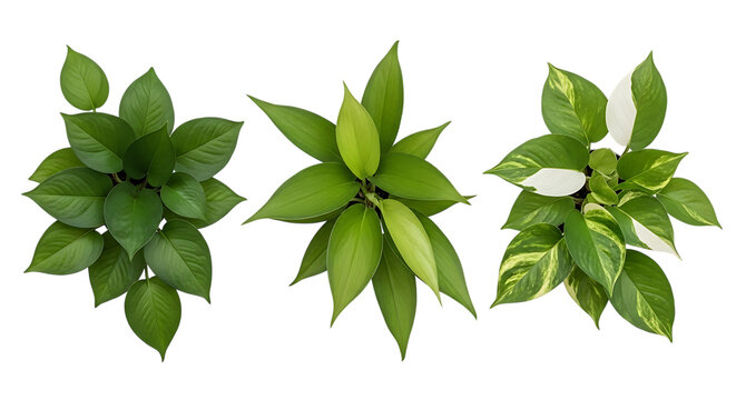 Three green philodendron leaves with varying patterns presented as a botanical illustration on transparent background foliage leaf plant