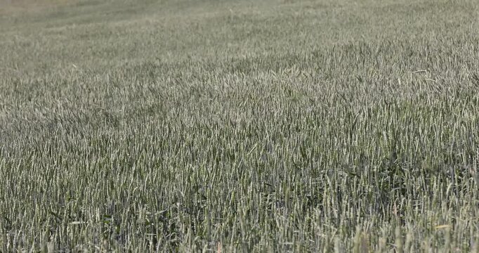 Green hilly field with ears of cereal, endless grain field of earing wheat or rye goes in waves to the horizon on a summer day, concept