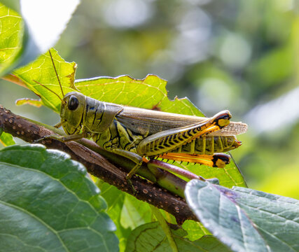 differential grasshopper Melanoplus differentialis pest herringbone pattern hind legs on branch